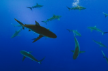 探索神秘的深海生物 - 鲨鱼