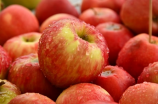 晚上吃苹果能减肥吗(晚上吃苹果能减肥吗？)